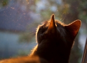 LOL决赛-亚洲之光接力，闪电孙兴慜刺穿比利时黄昏