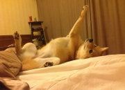 LOL决赛-中场革命，卡马文加的蜕变与智利战术扫荡的时代启示