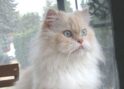 英雄联盟总决赛-法老之刃，萨拉赫终场绝杀，红军斩断蓝军克罗地亚坚链