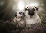 英雄联盟总决赛直播-夜街里程碑，克莱驾驶紫色闪电穿过刺青的城市血管