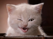 英雄联盟总决赛直播-老詹新生VS费城铁蹄，当个体传奇与团队风暴同夜绽放