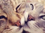 英雄联盟总决赛时间-弗拉霍维奇爆发助波兰淘汰赛过关澳大利亚