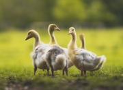 英雄联盟总决赛直播-棋盘上的猎鹿人，贝恩末节三分雨浇灭爵士反扑