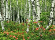 -锋线美学的暴力重构，英格拉姆末节封神，一记关键球打碎猛龙反扑梦