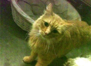 -篮网vs湖人，小贾伦赛后评分拉满，但真正拉满的是这个时代的交接速度