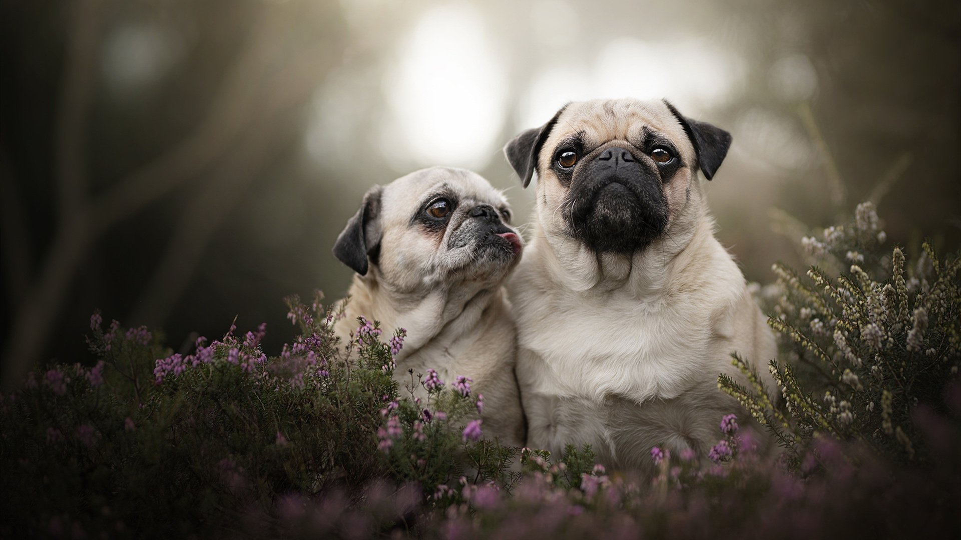 萨卡魔法点亮汉普顿，苏格兰全明星力克皇家社会献上友谊盛宴