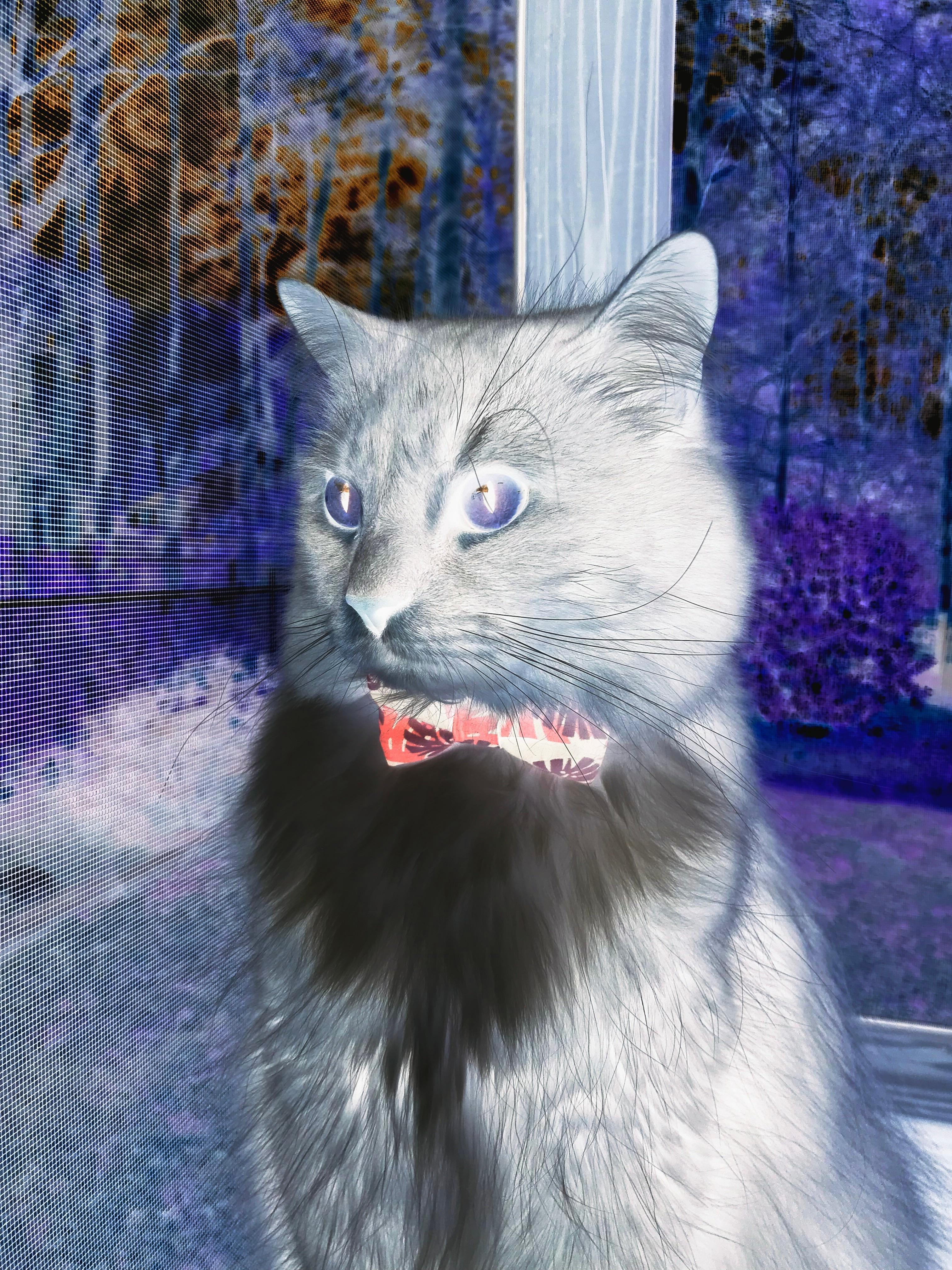 内场，当詹姆斯握住F1方向盘，掘金听见爵士的回声