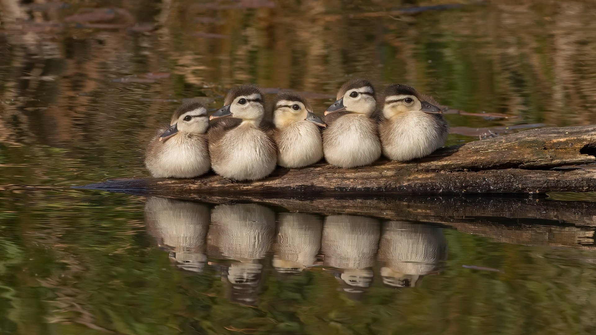 东方蓝潮对阵沙漠雄狮，莱奥的孤独节奏大师表演