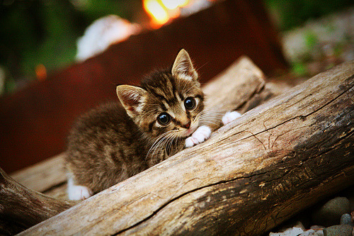 跨国联动！劳塔罗客串贝蒂斯，化身关键先生粉碎安哥拉防线