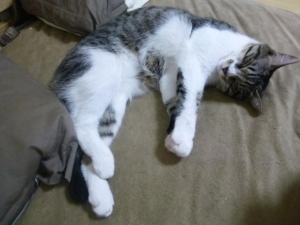 篮球全球化下的独特一日，尼克斯跨洋取胜，文班亚马意甲称雄