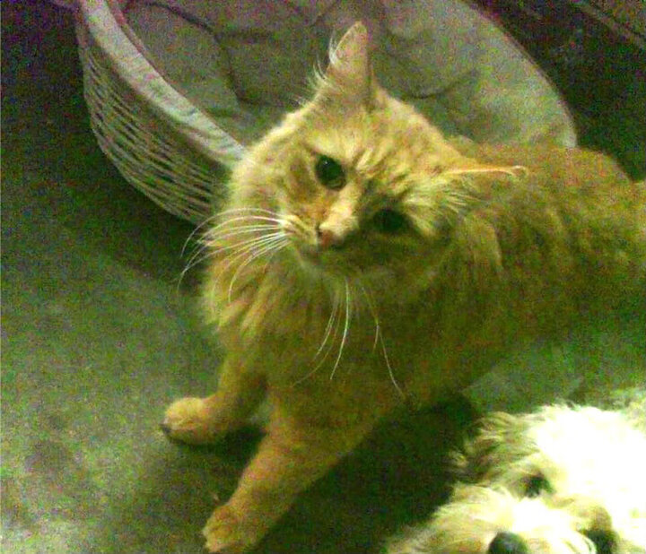 破茧成蝶，西亚卡姆在猛龙对阵鹈鹕之夜用实力为自己加冕