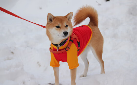 当潘帕斯雄鹰遇见爱琴海风暴，基米希在中场的孤独证明
