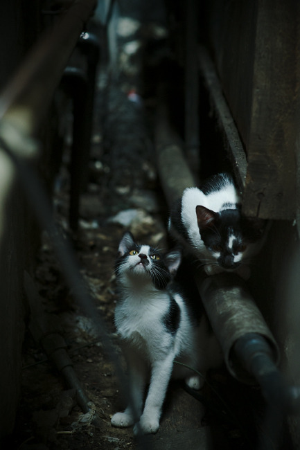 当潘帕斯需要奇迹时，唯有莱奥·梅西的星光能划破黑夜