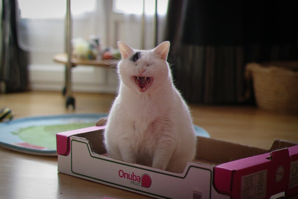 接管时刻，卡瓦哈尔国家德比制霸，土耳其末节逆转乌拉圭