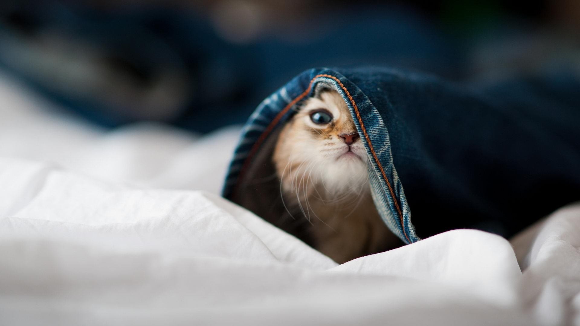 冰与火的终极博弈，奥运关键战中冰岛冰川战术如何冻结加纳火焰节奏