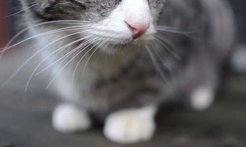 终场绝响与寂静,布鲁诺一击定乾坤,尼斯压哨逆转喀麦隆