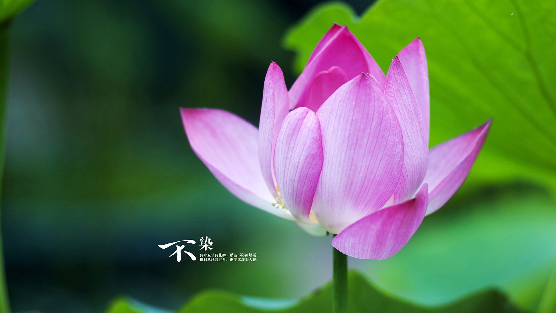 利剑归鞘,当孤胆英雄融为血肉长城