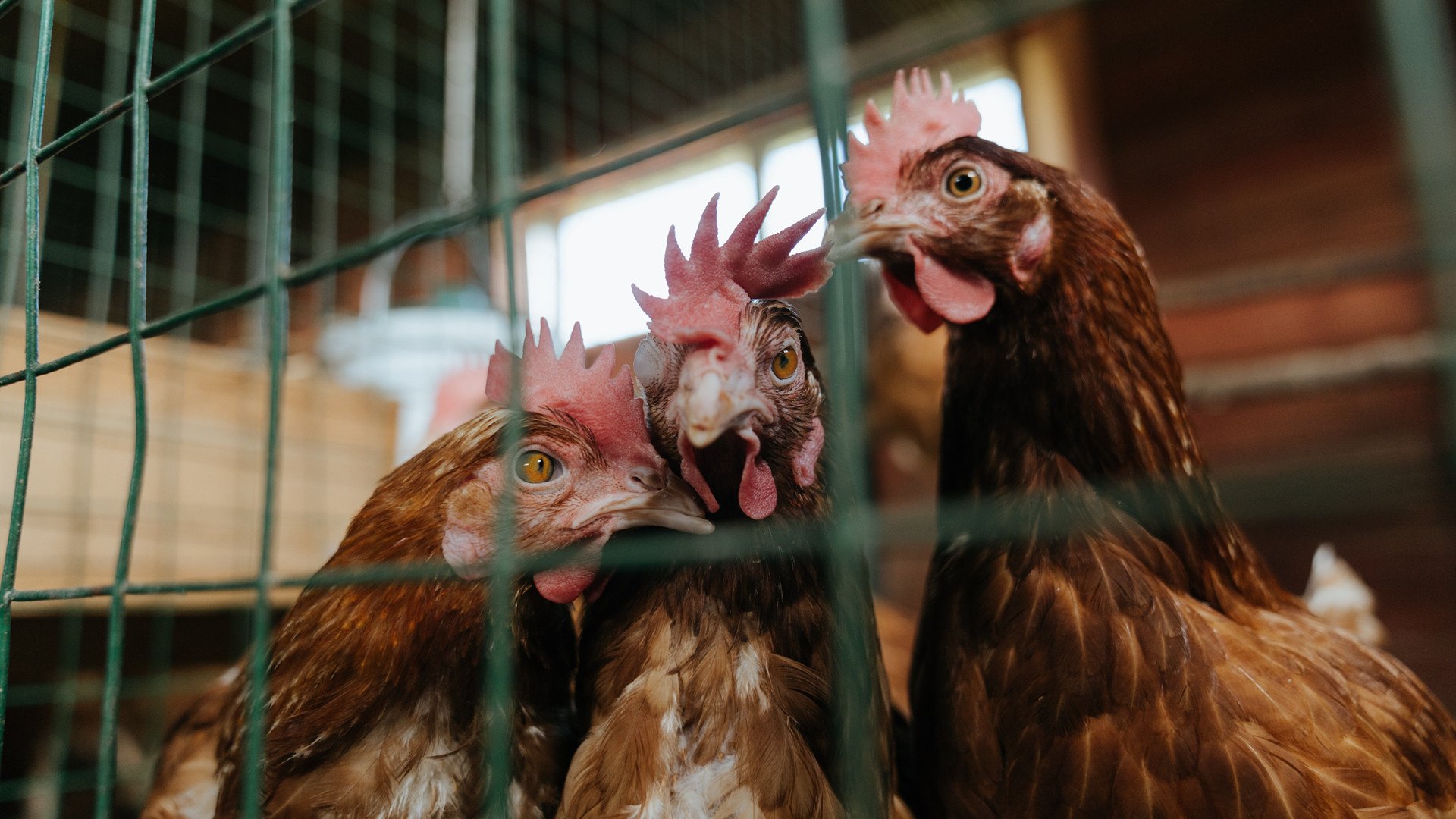 精密齿轮的胜利，开拓者系统篮球如何拆解独行侠巨星单打