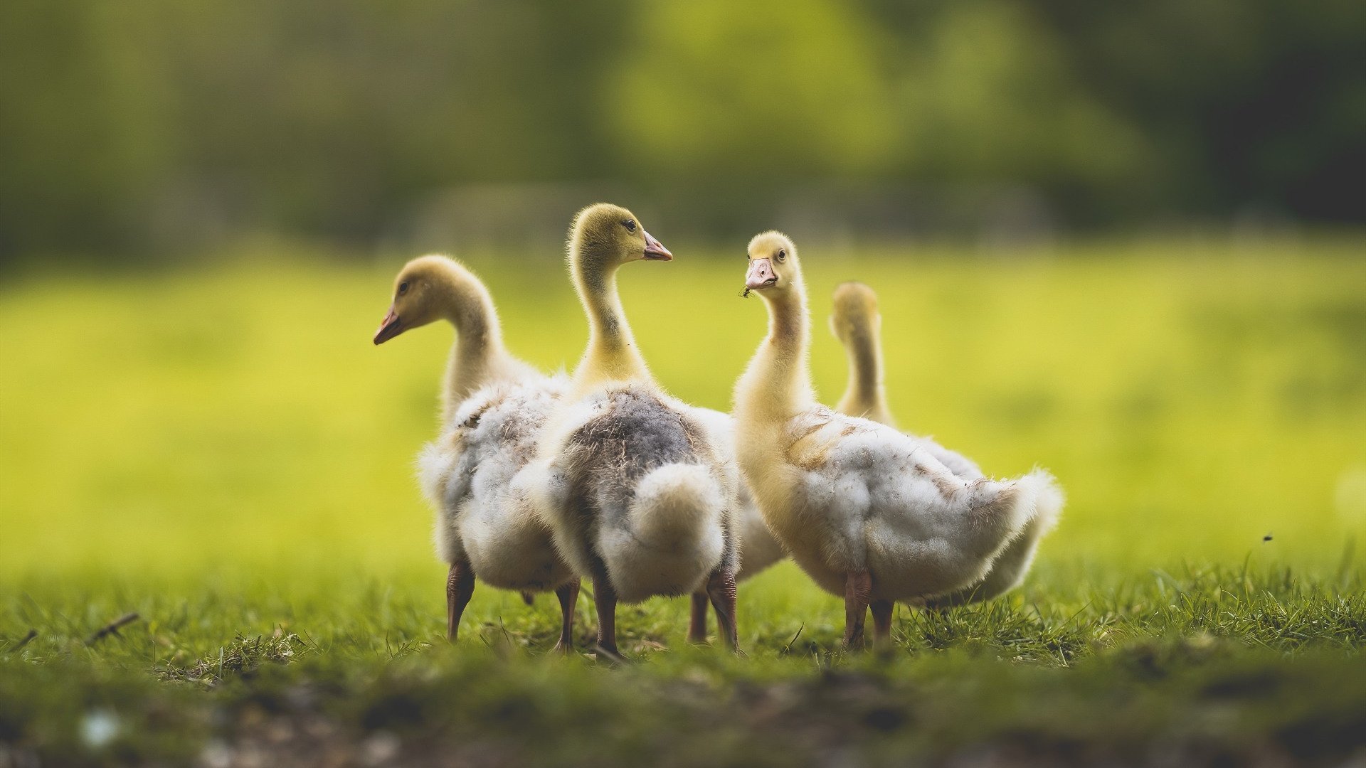 棋盘上的猎鹿人，贝恩末节三分雨浇灭爵士反扑