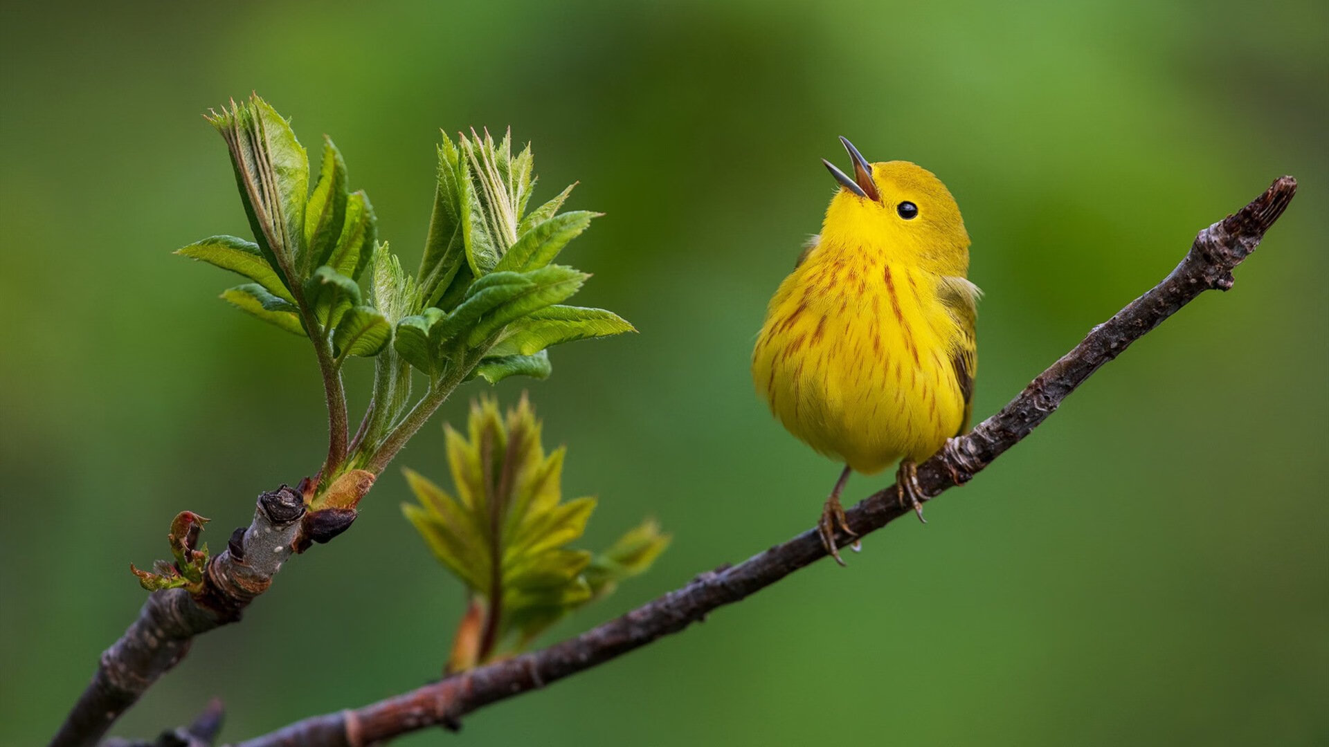 团队狂潮与孤星破雾，当国王的连续得分淹没灰熊，东契奇在焦点战中加冕