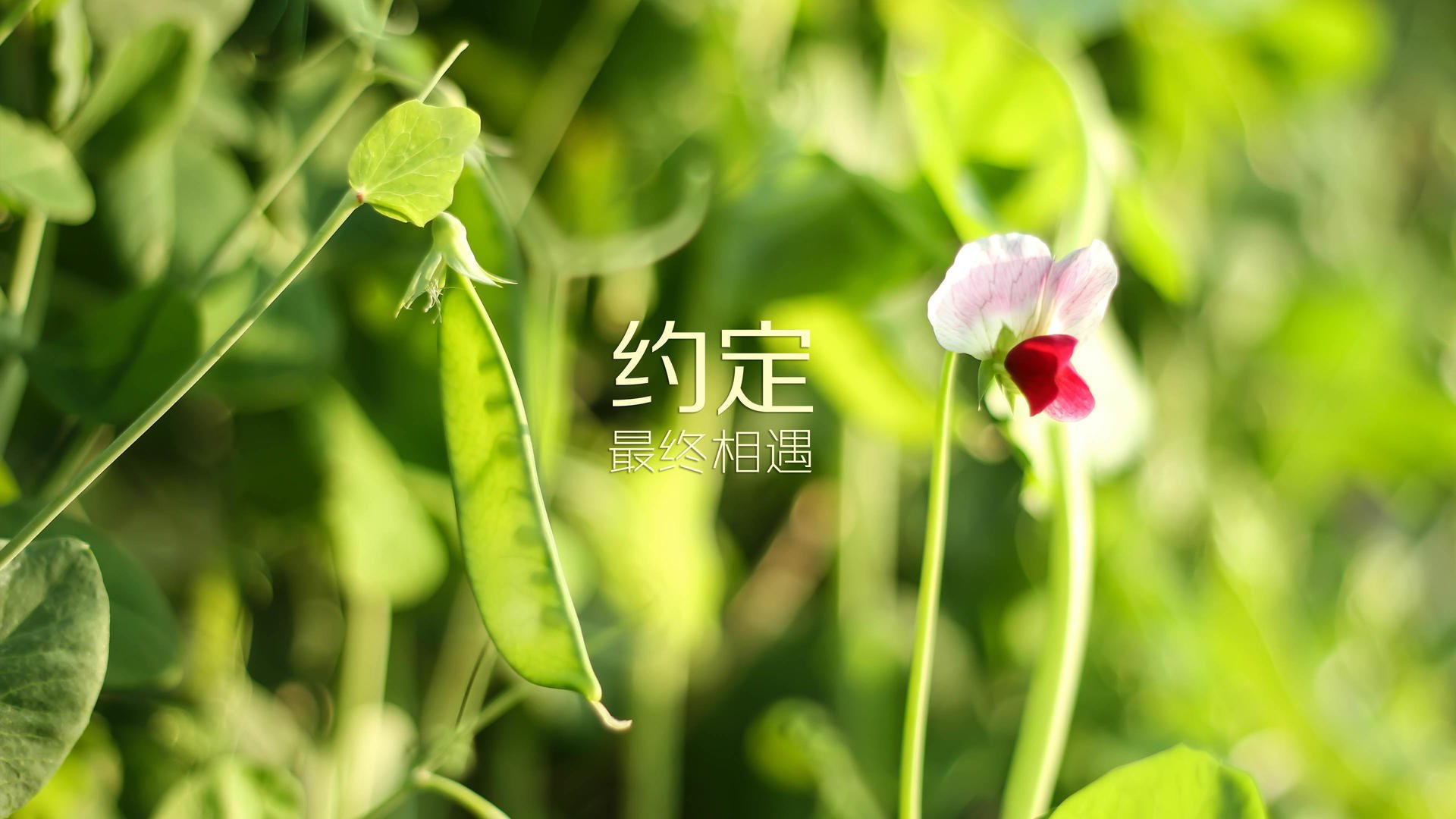 这是一篇为您定制的文章,基于您给出的关键词,构建了一个充满想象力的唯一性故事